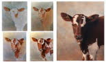 Baby Bull