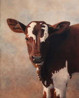 Baby Bull 1