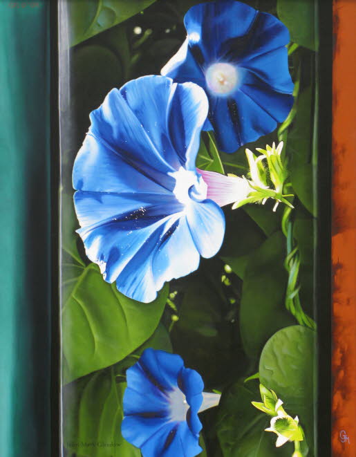 moring glories